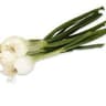 Onion: Spring